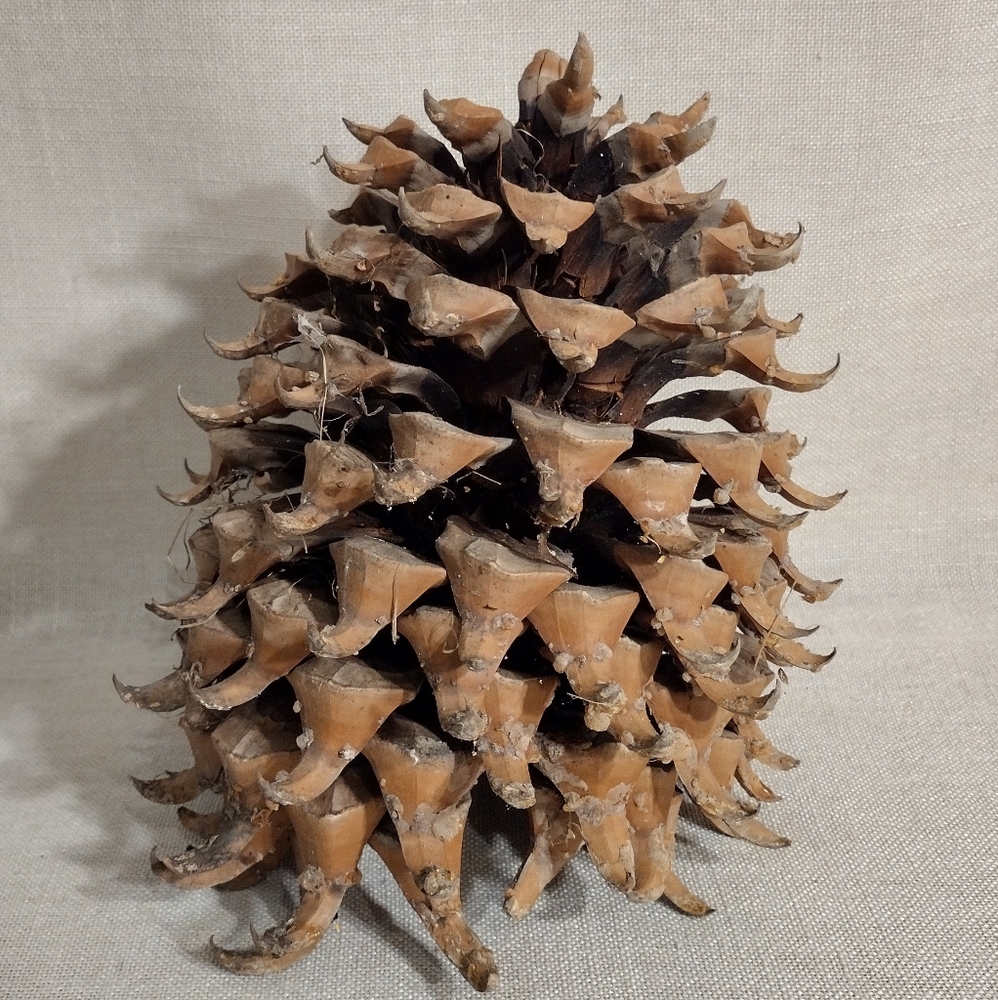Giant Coulter California Pinecone